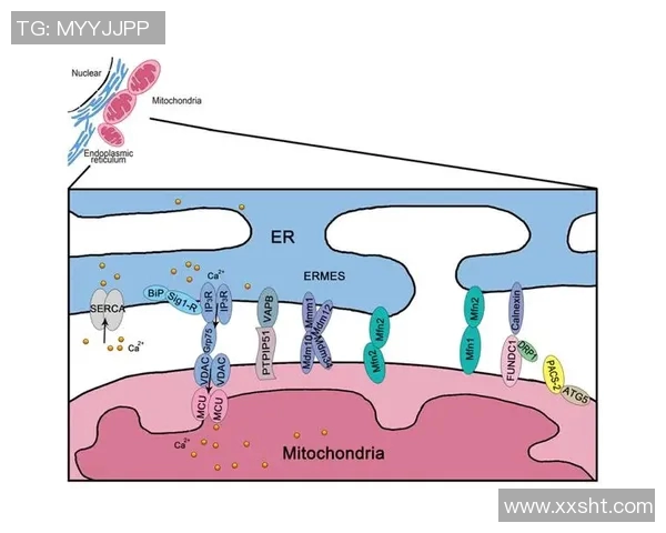 成都网球队灵活性探讨：提升竞技水平与团队协作的新策略